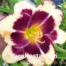 Check spelling or type a new query. Hemerocallis Tiger Blood Eurohosta
