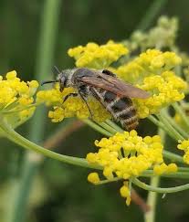 Image result for Micrargeriella