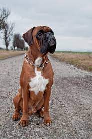 So Beautiful Boxer Dogs Boxer Puppies Pitbull Puppies