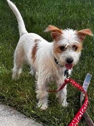 164 dogs were saved out of Colorado, and now the Detroit Dog Rescue is  taking in dozens of them.