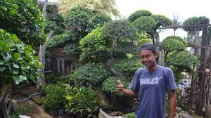 Maybe you would like to learn more about one of these? Kiat Rifai Kreasikan Tanaman Hias Dan Bonsai Tribun Jateng