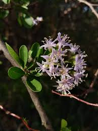 Image result for Ehretia rigida