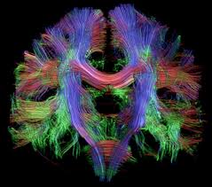 Resultado de imagen de La maravilla de nuestro cerebro