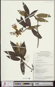 Image result for Antherotoma senegambiensis