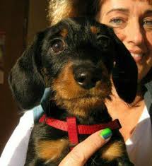 Lisa Kay Haddock Obituary December 29, 2017