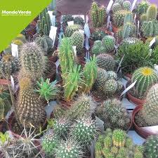 Articoli, curiosità, novità e tutto quanto può riguardare, più o meno direttamente il mondo delle piante grasse. Oggi Parliamo Di Piante Grasse 5 Garden Mondo Verde Facebook