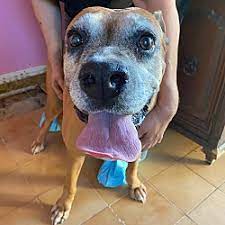 Find boxer in dogs & puppies for rehoming | find dogs and puppies locally for sale or adoption in toronto (gta) : Boxer Puppies For Sale In Tampa Florida Adoptapet Com
