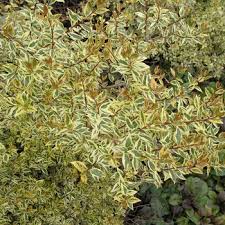 Image result for Pupalia grandiflora