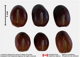 Image result for Vicia faba