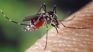 Maybe you would like to learn more about one of these? 5 Tanda Terjangkit Demam Berdarah Dengue Dbd Yang Perlu Anda Ketahui Ragam Bola Com