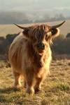 Fluffy Long Haired Cow