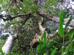 Image result for Myrianthus holstii