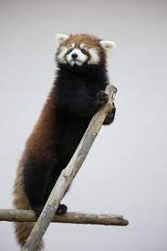 Red Panda Red Panda Red Panda Cute Panda