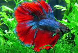 Untuk ikan hias air tawar mempunyai ciri utama adalah selama hidup ikan dihabiskan di perairan tawar, namun secara spesifik ikan air tawar memiliki ginjal lebih besar karena banyak air yang melewatinya, dan juga perkembangan ginjal ikan air tawar ini berkembang secara baik. 10 Ikan Hias Air Tawar Terindah Yang Bisa Dipelihara Hewan Air Info