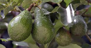 how to grow avocados gardeners path