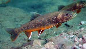 Arctic Char How To Catch Salvelinus Alpinus Catch Clean Cook