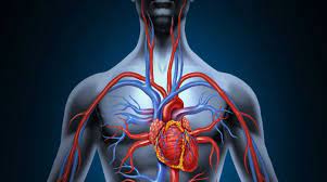 Why Good Blood Circulation Is So Important For Body | Zen Pain Relief