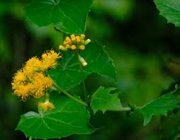 Image result for Gynura scandens