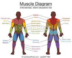 This is a table of skeletal muscles of the human anatomy. Muscle Diagram Black Man Male Body Names Muscle Diagram Most Important Muscles Of An Athletic Black Man Anterior And Canstock