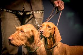 Kovács zoltán vagyok és nőgyógyászattal, szülészettel, valamint természetgyógyászattal foglalkozom. Nagy Sikerrel Zart Az Idei Fehova Hungexpo