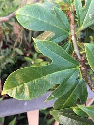 The main problem is the reseeding. Plant Identification Closed Small Tree With Small Bright Red Flowers 2 By Gr5959