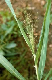 Image result for Aristida scabrivalvis