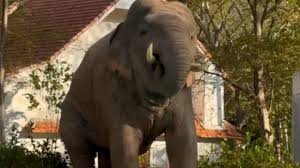 Photo Un éléphant sauvage s'invite dans un hôtel pour boire dans la piscine