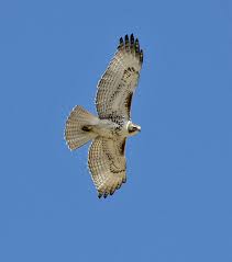 Download the perfect red tailed hawk pictures. Red Tailed Hawk Photos C Bill Schmoker