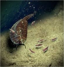 Image result for Orthopichonia