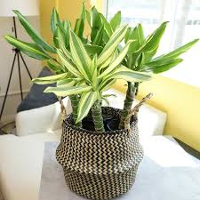 Image result for Dracaena steudneri