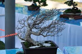 20 Jenis Tanaman Bonsai Hias Terbaik Di Indonesia Bonsai Klasik