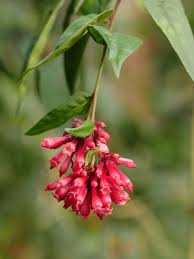 Image result for Cestrum elegans