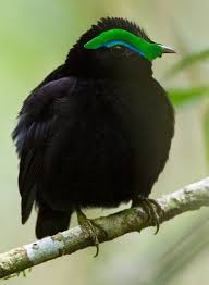 Image result for Peponium vogelii