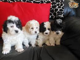 As an akc breeder of merit, all of our puppies come from health certified parents and are socialized with adults & children. Pedigree Toy Blk White Male Parti Poodle Puppy Coventry West Midlands Pets4homes Poodle Puppy Parti Poodle Toy Poodle Puppies
