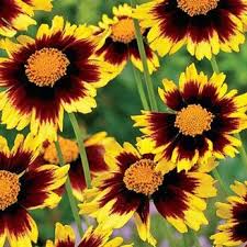 Pin On Flowers I Grow