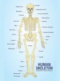 Human Skeleton Anatomy Anatomical Chart Poster Print