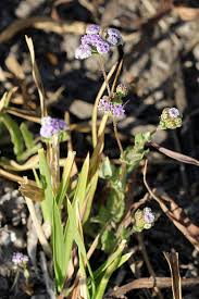 Image result for Denekia