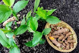 Succulent spices houseleek plant sempervivum cooking turmeric plant sempervivum tectorum turmeric. How To Plant And Grow Turmeric Gardener S Path