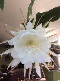 Cereus hexagonus, or more commonly know as lady of the night cactus, is a tree shrub of the genus cereus. Night Blooming Cereus Queen Of The Night Flower Gardensall Night Blooming Flowers Night Flowers Blooming Flowers