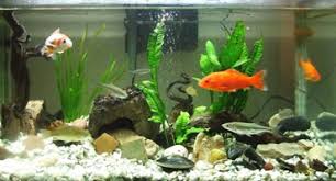 Resultado de imagen de pecera