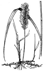 Image result for Setaria parviflora