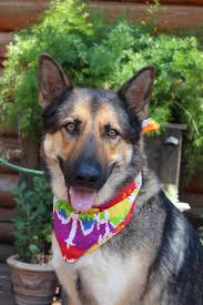 Cory is shy to start but once he knows you he loves to sit in laps and cuddle. Pets For Adoption At El Dorado County German Shepherd Rescue In Shingle Springs Ca Petfinder