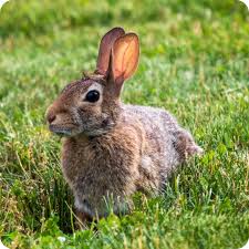 Cottontail Shell