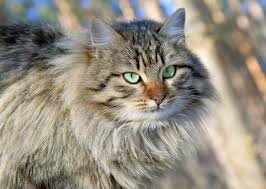 From cool human names for cats, to unique names, super hero names and even names from mythology. Don T Call Them Cool Cats 10 Cat Names On The Decline