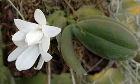 Image result for Aerangis collum-cygni