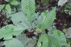 Image result for Psychotria peduncularis
