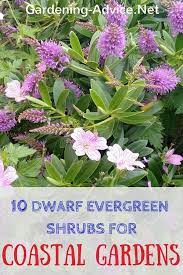 10 Dwarf Evergreen Shrubs For Coastal Gardens Dwarf Evergreen Shrubs Coastal Gardens Garden Shrubs