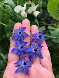 Bunga sakura yang cantik gambar unduh gratis foto 500051383 format. 7 Jenis Bunga Cantik Yang Bisa Dimakan Lifestyle Liputan6 Com