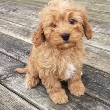 Google cavoodle puppies for sale and look at the results. Dash Cavapoo Puppy 635461 Puppyspot