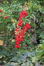 Image result for Pycnosphaera buchananii